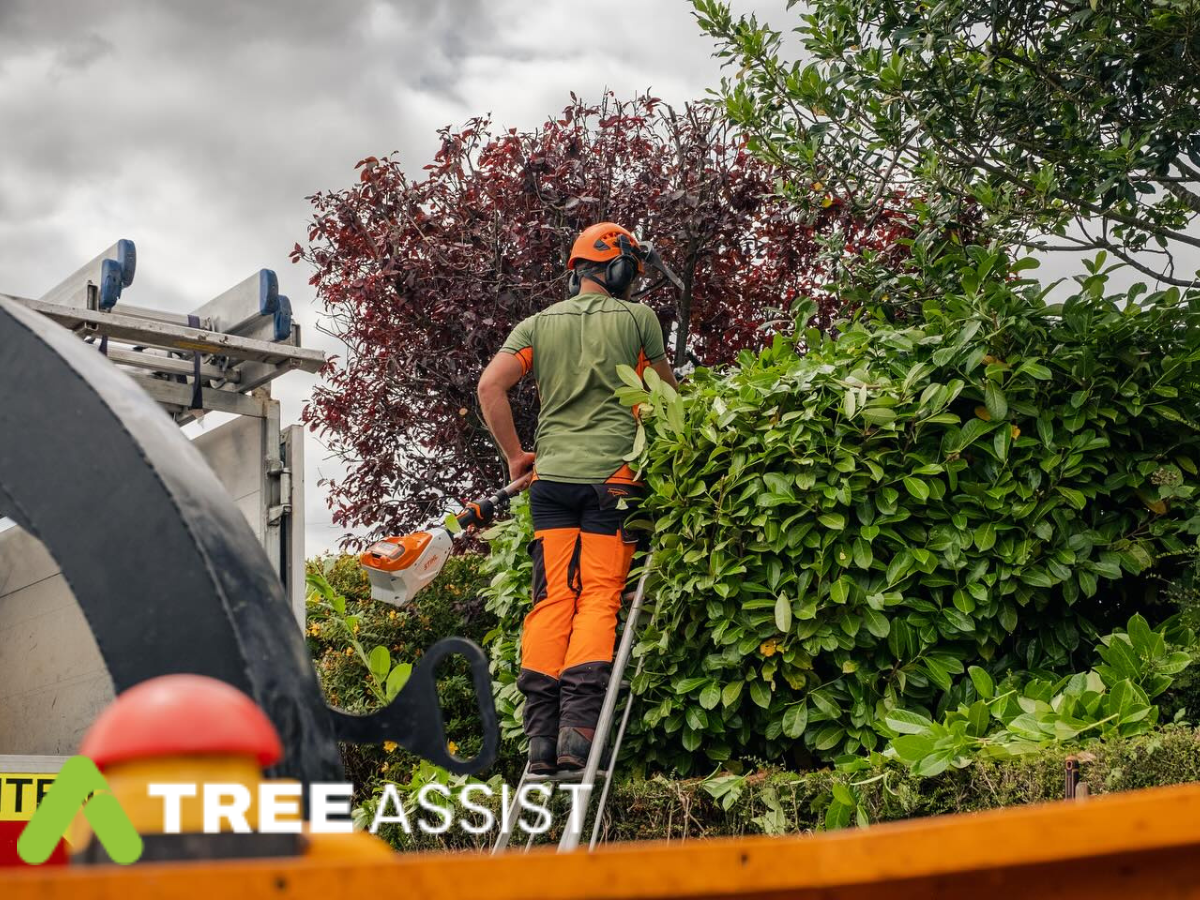 Tree Assist Hedge Cutting